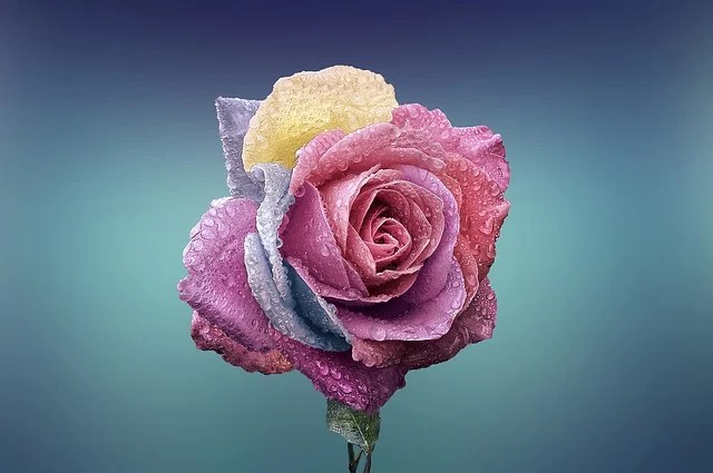 A purple and pink rose
