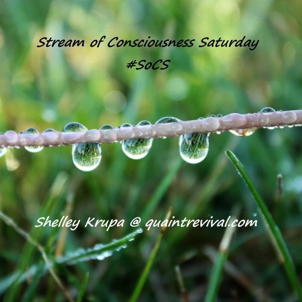Close-up of a plant stem with dewdrops clinging to it, blades of green grass in the blurred background. Text on the image reads: Stream of Consciousness Saturday #SoCS Shelley Krupa @ quaintrevival.com